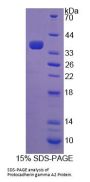 Human Protocadherin Gamma A2 (PCDHgA2) Protein