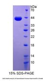 Human Desmocollin 2 (DSC2) Protein