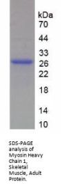 Human Myosin-1 (MYH1) Protein