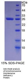 Human DNA Replication Licensing Factor MCM2 (MCM2) Protein