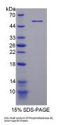 Human Phosphodiesterase 4D, cAMP Specific (PDE4D) Protein