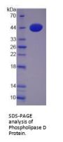 Human Phospholipase D1 (PLD1) Protein