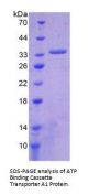 Human ATP Binding Cassette Transporter A1 (ABCA1) Protein