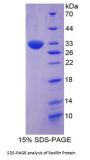 Human Paxillin (Pax) Protein