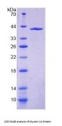 Human Myosin VA (MYO5A) Protein