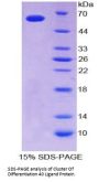 Human Cluster of Differentiation 40 Ligand / TNFSF5 (CD40LG) Protein
