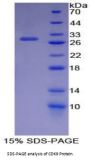 Human Cyclin Dependent Kinase 9 (CDK9) Protein