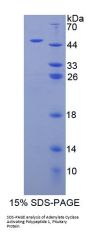 Human Pituitary Adenylate Cyclase-Activating Polypeptide / PACAP (ADCYAP1) Protein