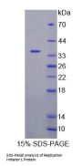 Human Replication Initiator 1 (REPIN1) Protein