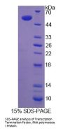 Human Transcription Termination Factor, RNA polymerase I (TTF1) Protein