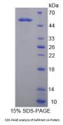 Human Kallikrein 14 (KLK14) Protein