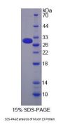 Human Mucin-13 (MUC13) Protein