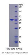 Human Sorting Nexin 17 (SNX17) Protein