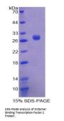 Human POU Domain, Class 2, Transcription Factor 2 / OCT2 (POU2F2) Protein