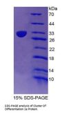 Human T-Cell Surface Glycoprotein Cd1E, Membrane-Associated (CD1E) Protein