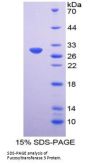 Human 3-Galactosyl-N-Acetylglucosaminide 4-Alpha-L-Fucosyltransferase FUT3 (FUT3) Protein