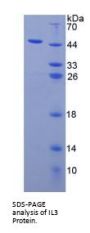 Human Interleukin 3 (IL3) Protein
