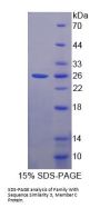 Human Protein FAM3C (FAM3C) Protein