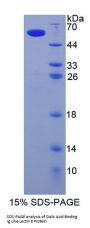 Human Sialic Acid Binding Ig Like Lectin 8 (SIGLEC8) Protein