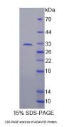 Human A Disintegrin And Metalloprotease 33 (ADAM33) Protein