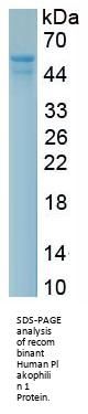 Human Plakophilin 1 (PKP1) Protein