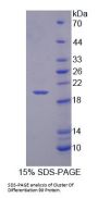 Human Cluster of Differentiation 99 (CD99) Protein