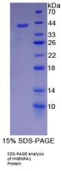 Human Heterogeneous Nuclear Ribonucleoprotein A1 (HNRPA1) Protein