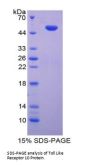 Human Toll Like Receptor 10 (TLR10) Protein
