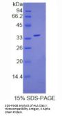 Human HLA Class I Histocompatibility Antigen, C Alpha Chain (HLA-C) Protein