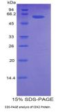 Mouse Cyclin Dependent Kinase 2 (CDK2) Protein