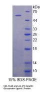 Mouse P-Selectin Glycoprotein Ligand 1 (PSGL1) Protein