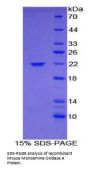 Mouse Monoamine Oxidase A (MAOA) Protein