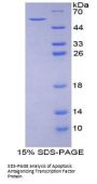 Mouse Apoptosis Antagonizing Transcription Factor (AATF) Protein
