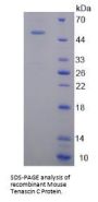 Mouse Tenascin C (TNC) Protein
