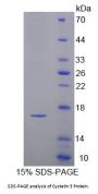 Mouse Cystatin C (CST3) Protein