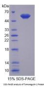 Mouse Tomoregulin 1 (TR1) Protein