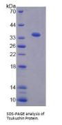 Mouse Tsukushin (TSK) Protein