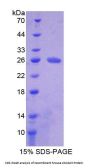 Mouse Collagen Type VI Alpha 3 (COL6A3) Protein