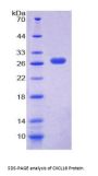 Mouse C-X-C Motif Chemokine 16 (CXCL16) Protein