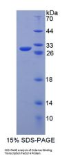 Mouse POU Class 5 Homeobox 1 / OCT4 (POU5F1) Protein