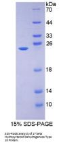 Mouse 17-Beta-Hydroxysteroid Dehydrogenase Type 10 (HSD17b10) Protein