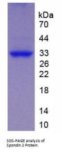 Mouse Spondin 2 (SPON2) Protein