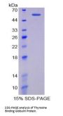 Mouse Thyroxine Binding Globulin / TBG (SERPINA7) Protein