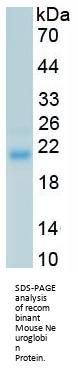 Mouse Neuroglobin (NGB) Protein