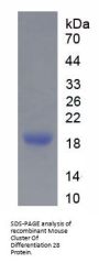 Mouse T-Cell-Specific Surface Glycoprotein CD28 (CD28) Protein