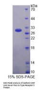 Mouse Cadherin EGF LAG Seven Pass G-Type Receptor 3 (CELSR3) Protein