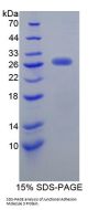 Mouse Junctional Adhesion Molecule 3 (JAM3) Protein