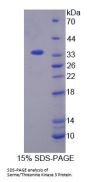 Mouse Serine/Threonine Kinase 3 (STK3) Protein