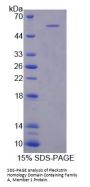 Mouse Pleckstrin Homology Domain Containing Family A, Member 1 (PLEKHA1) Protein