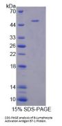 Mouse B-Lymphocyte Activation Antigen B7-1 (LAB7-1) Protein
